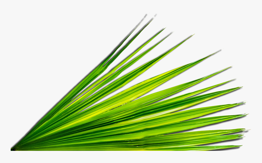 Palm Leaf Png - Church Palm Leaf, Transparent Png