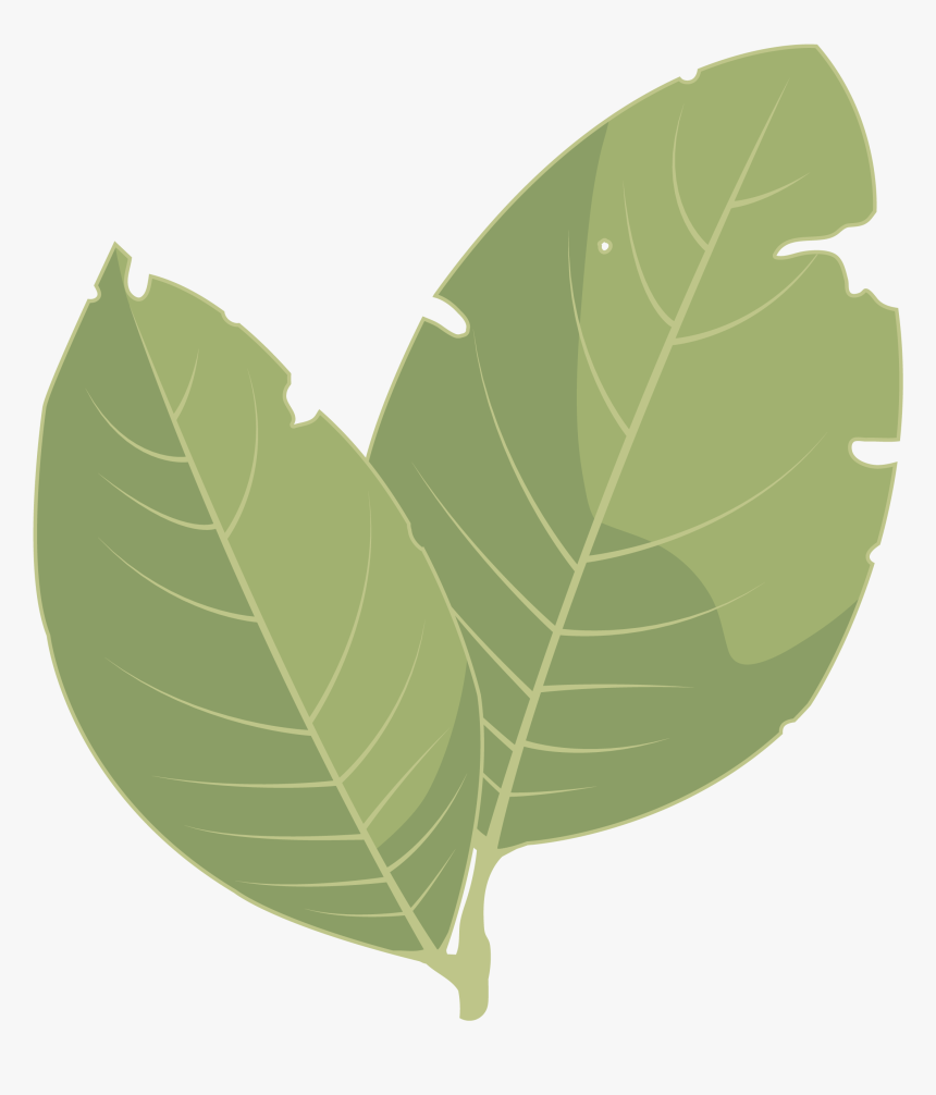 Hojas De Laurel Png - 3 Hojas De Laurel Png, Transparent Png