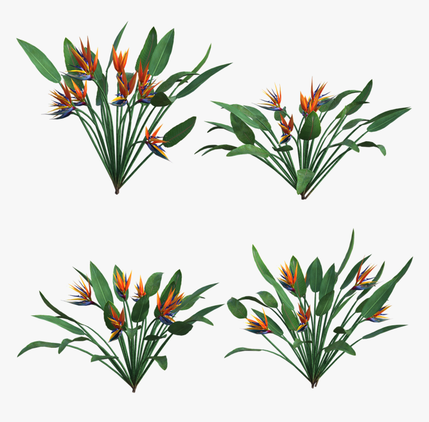 Flowers, Tropical, Leaves, Leaf, Plants, Nature - Hojas Y Flores Tropicales Png, Transparent Png