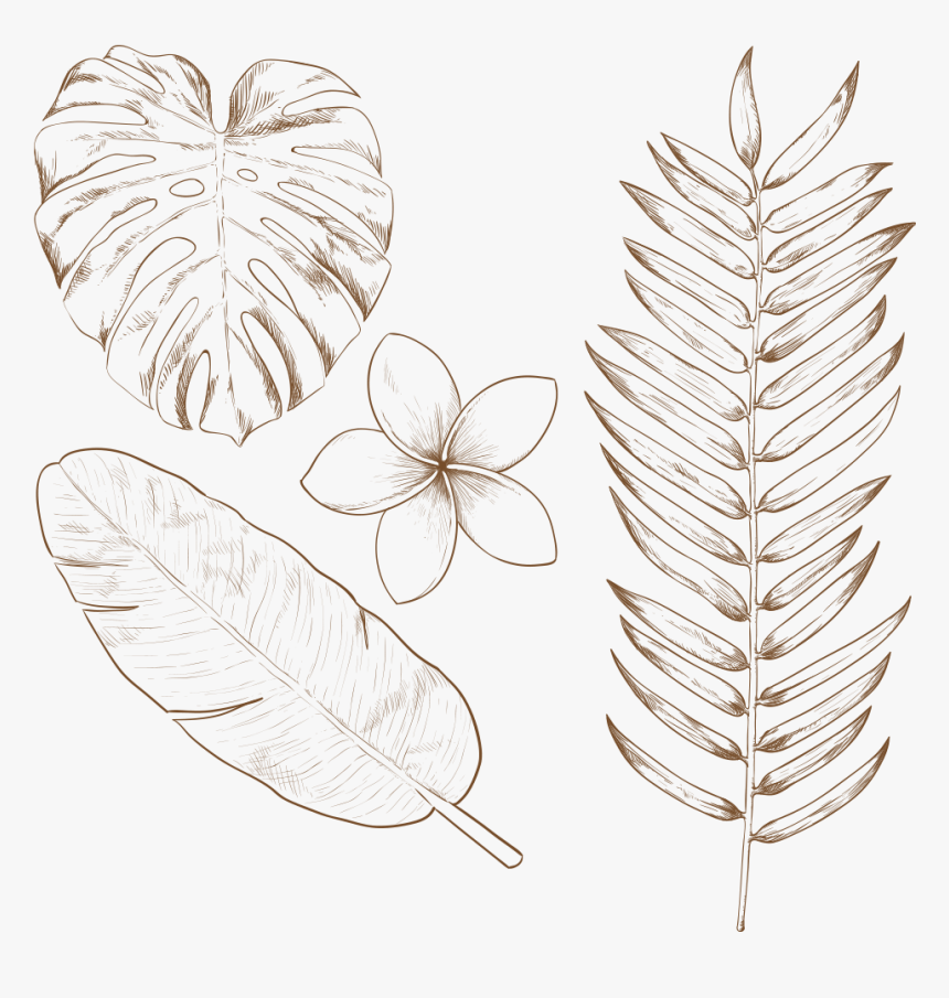 Transparent Tropical Plant Png - Hand Drawn Tropical Leaves, Png Download