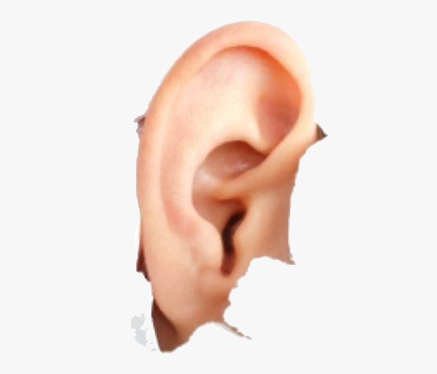 Human Ear Png Image - Introduction Of How To Speak So That People Want To, Transparent Png