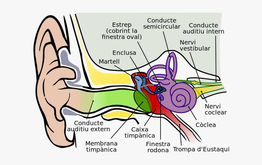 Cat Ear Anatomy Diagram