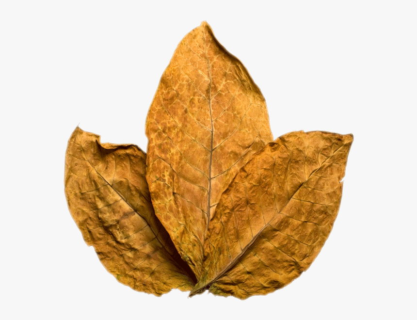 Tobacco Leaf Png, Transparent Png , Transparent Png Image - PNGitem