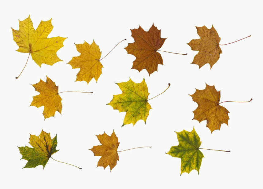 Maple Leaf Png Photos - Maple Leaf, Transparent Png