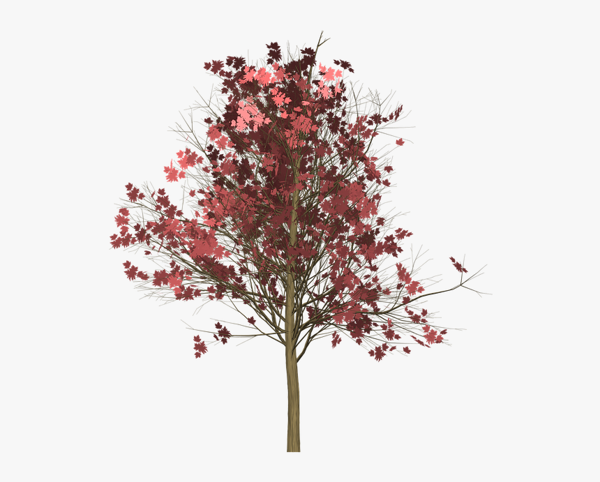 Maple, Tree, Painted Tree, Light Brown, Nature - Japanese Maple Transparent Background, HD Png Download