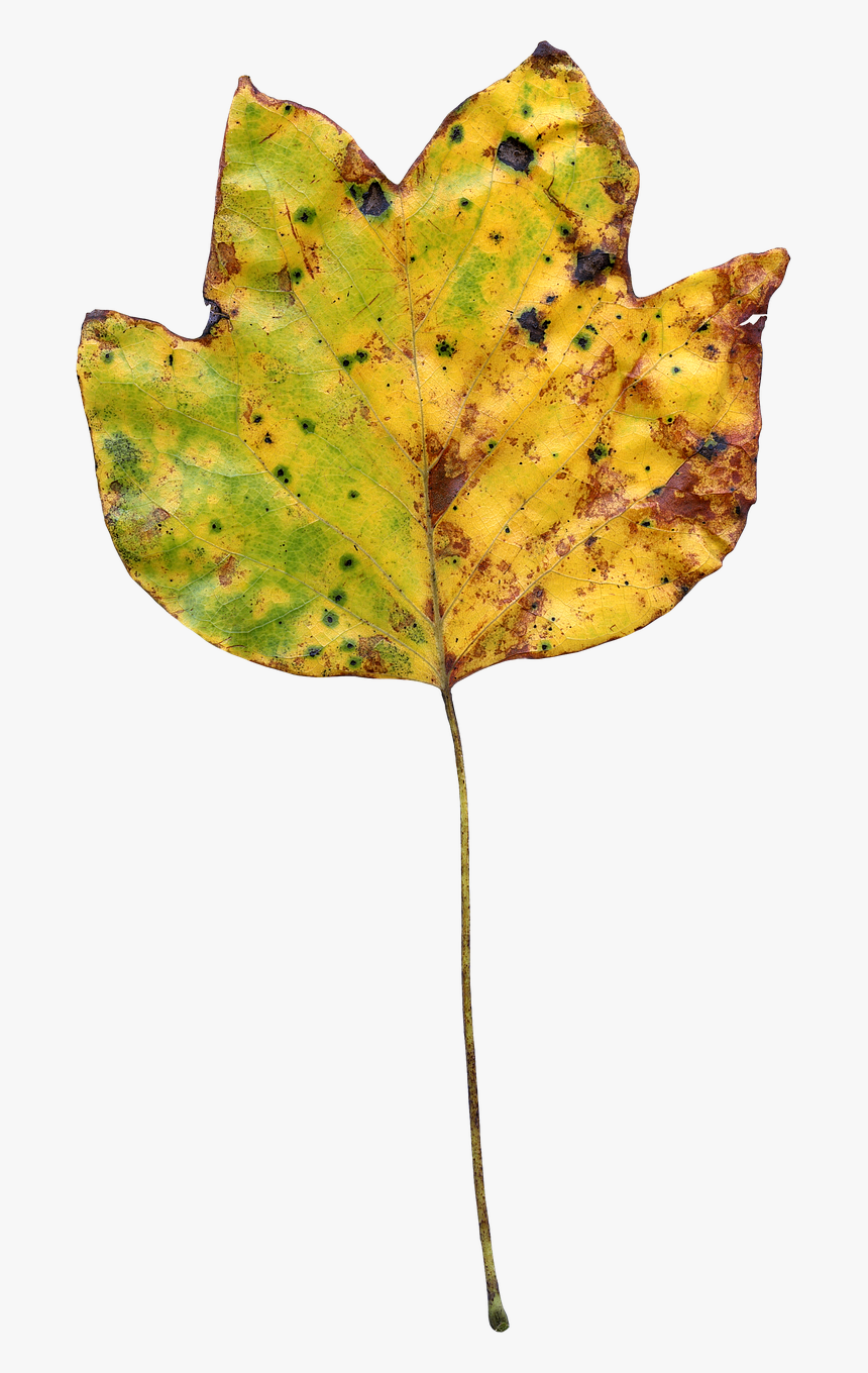 Leaf Autumn Colorful Nature Png Image - Portable Network Graphics, Transparent Png