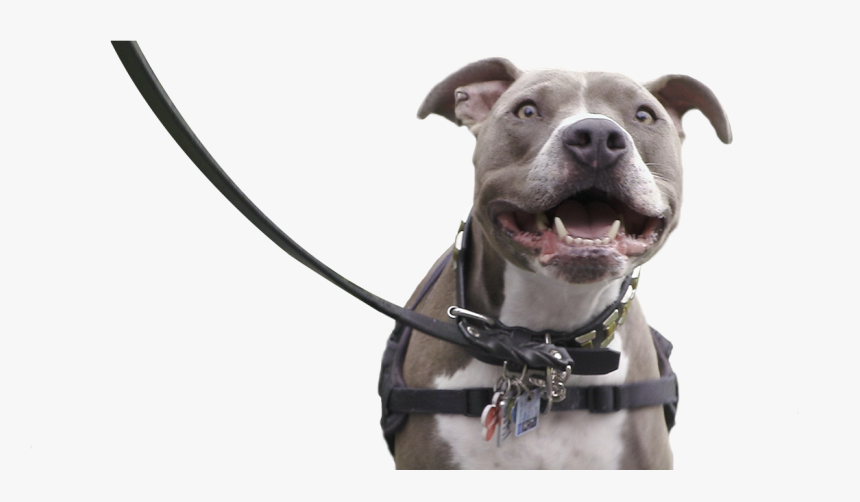 In Support, Plastics Make It Possible® Partnered With - Pitbull On Leash Png, Transparent Png