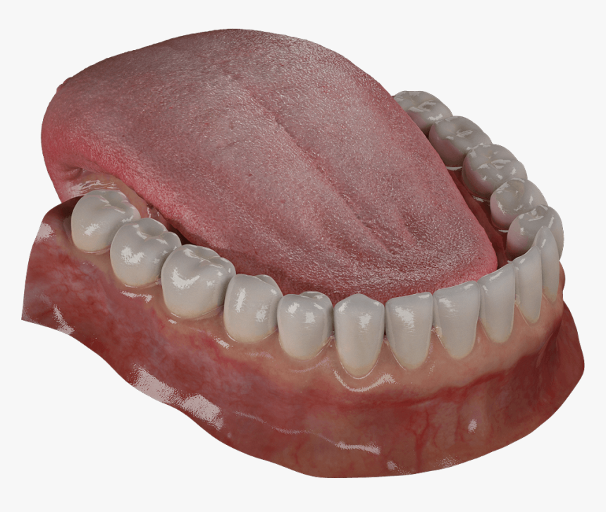 # - Tongue, HD Png Download