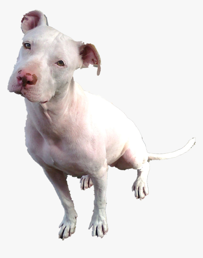 White Pitbull With Blue Eyes, HD Png Download
