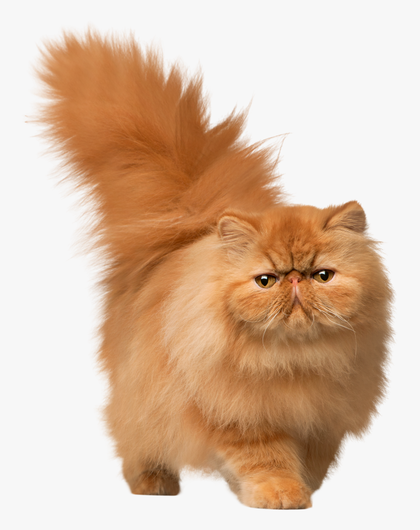 Clip Art Cat Png Images Peoplepng - Cat Png, Transparent Png