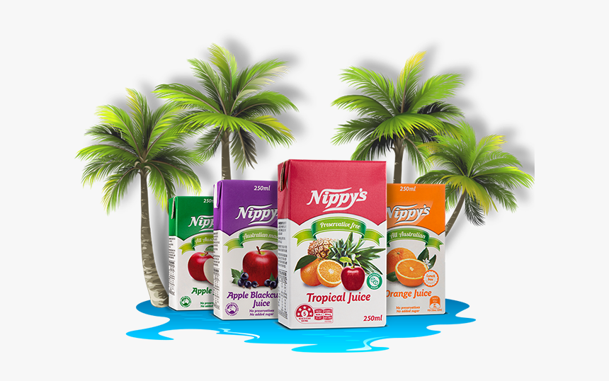 A Tropical Oasis For Their Lunchbox - Attalea Speciosa, HD Png Download