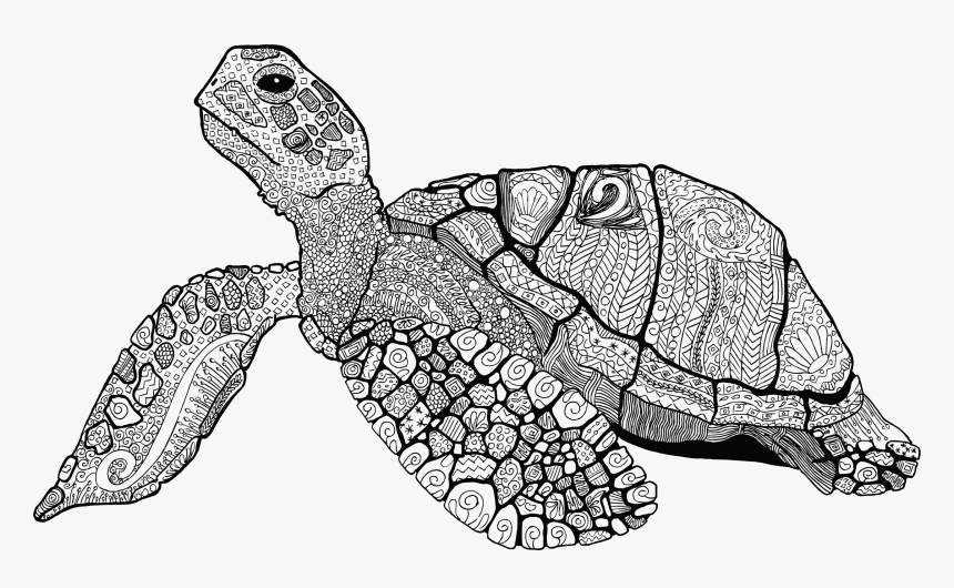Floral Line Art Big - Line Art Turtle Png, Transparent Png
