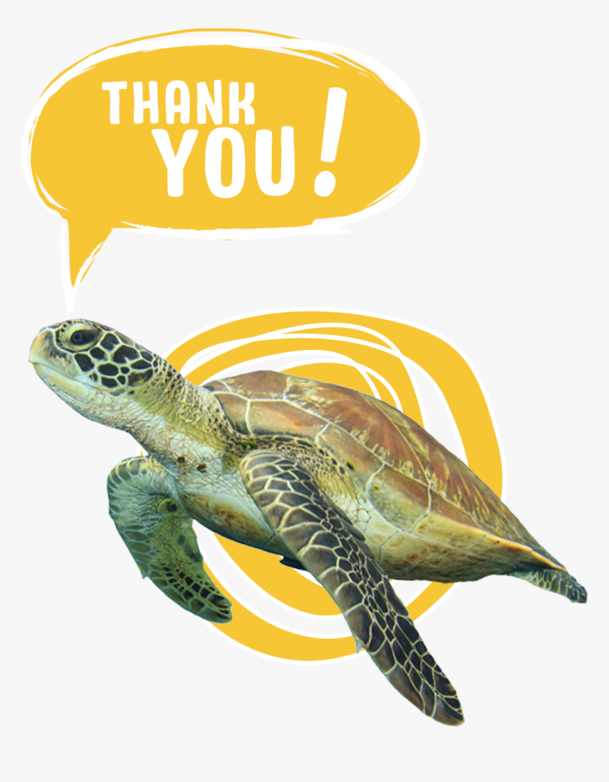 For Voting To Save The Sea Turtles - Transparent Save The Turtles Png, Png Download