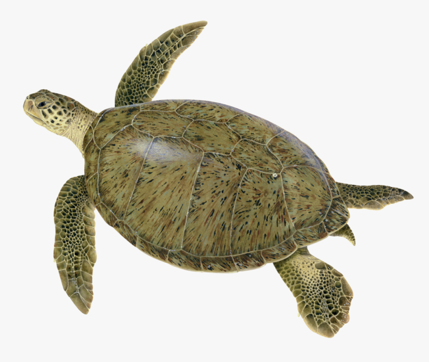 Illustration Of An Adult Green Turtle - Green Sea Turtle, HD Png Download
