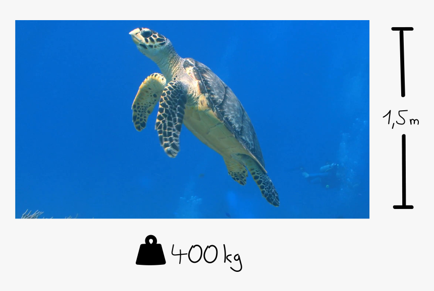 Hawksbill Sea Turtle, HD Png Download