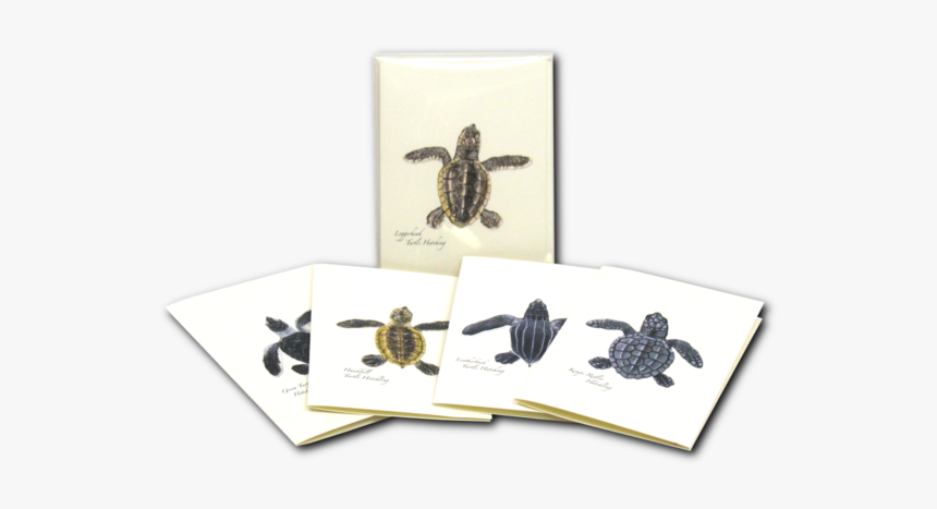 Green Sea Turtle, HD Png Download