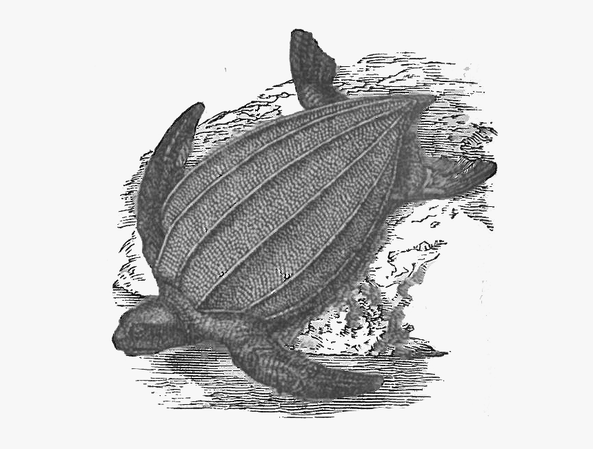 Illustration, HD Png Download