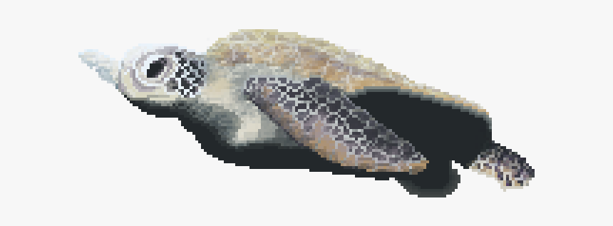 Hawksbill Sea Turtle, HD Png Download