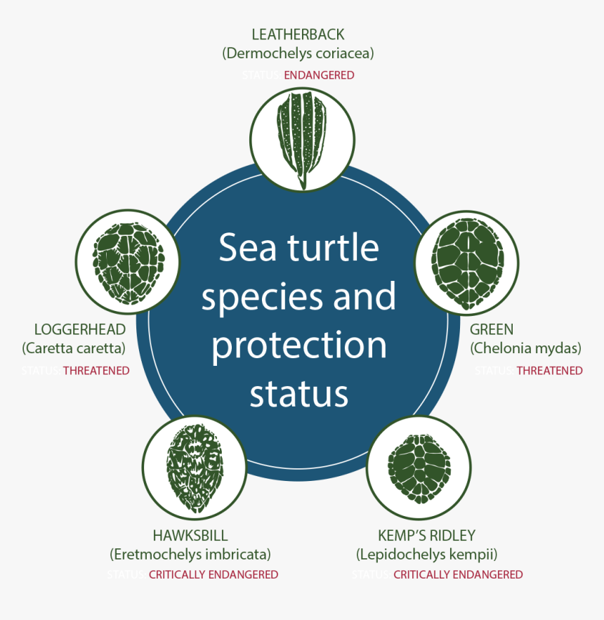 Logo Sea Turtles Conservation, HD Png Download