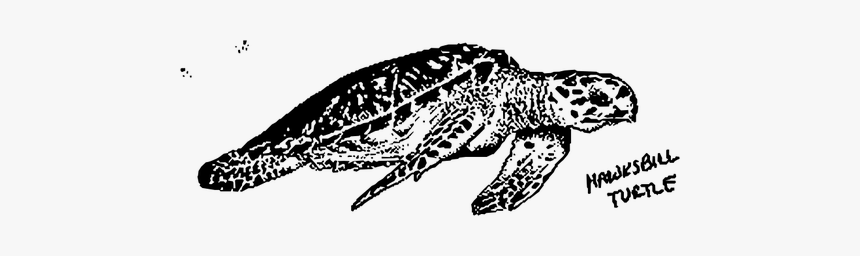 Hawksbill Turtle Image, HD Png Download