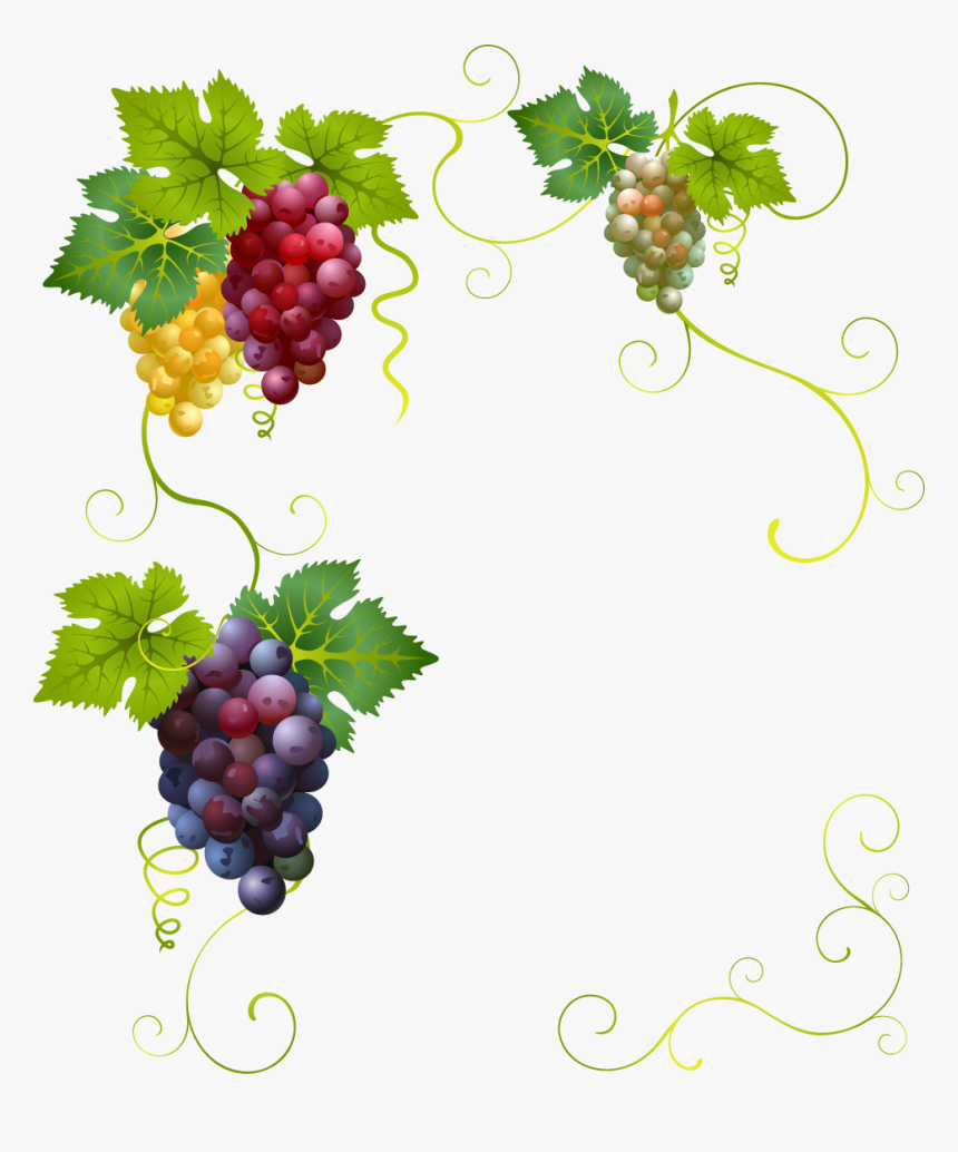 Png Grape Vine, Transparent Png
