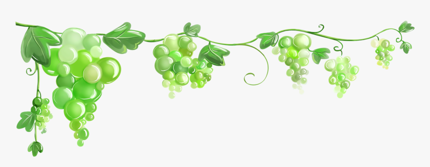 Common Grape Vine Grape Leaves Wallpaper - Виноградная Лоза Png, Transparent Png