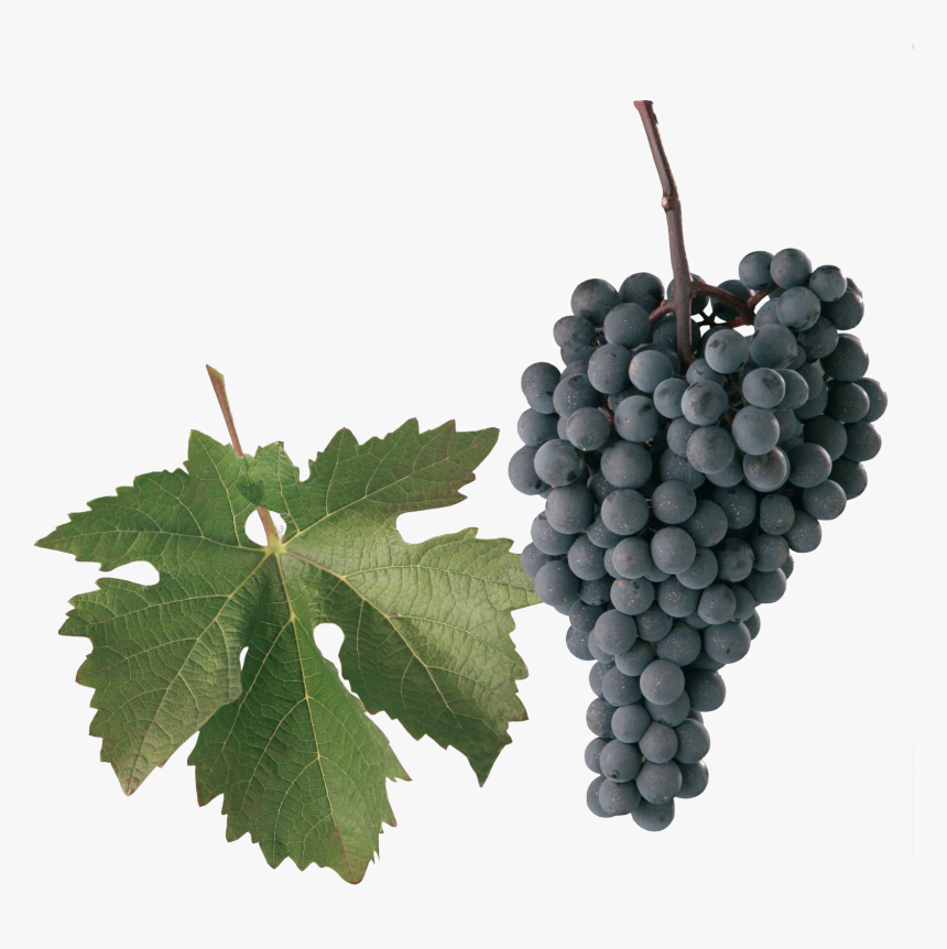 Alibernet Grape , Png Download - Alibernet Grape, Transparent Png