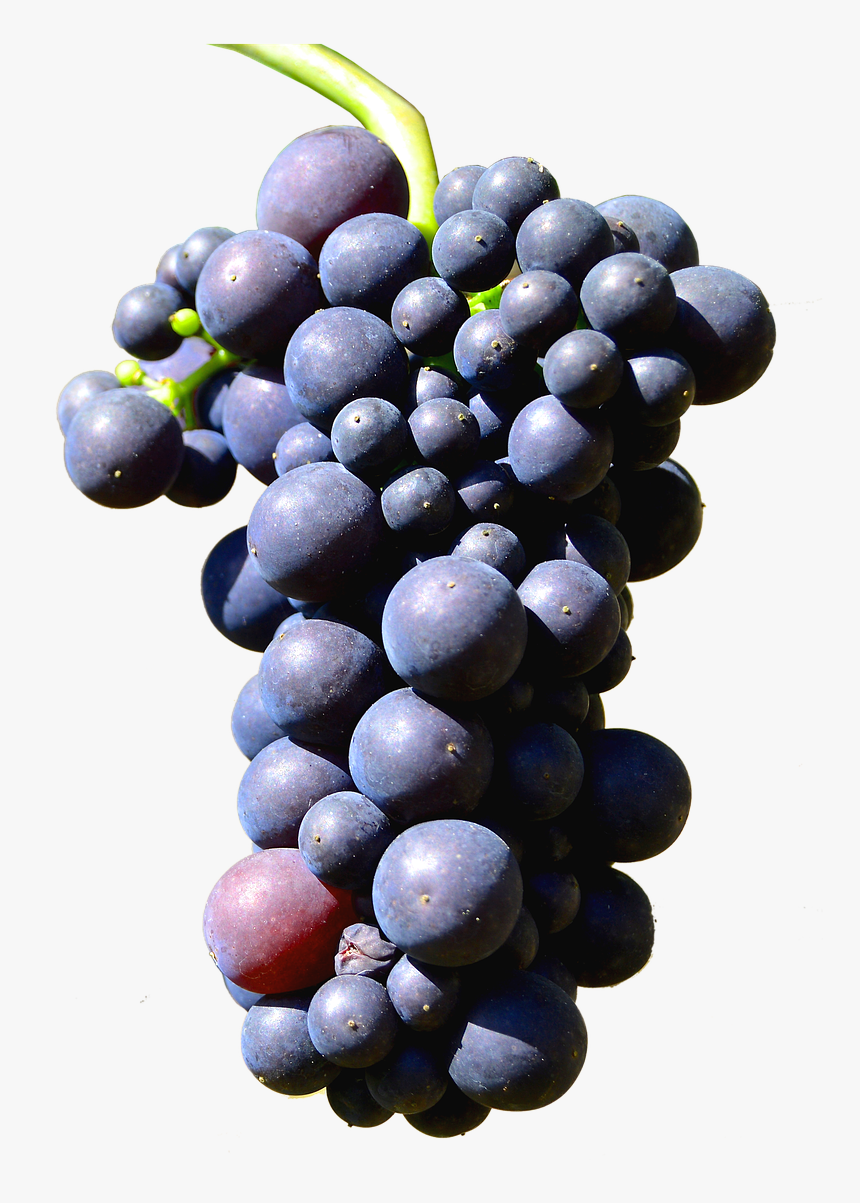 Isolated Grapes Henkel Grape Png Image - Grape, Transparent Png