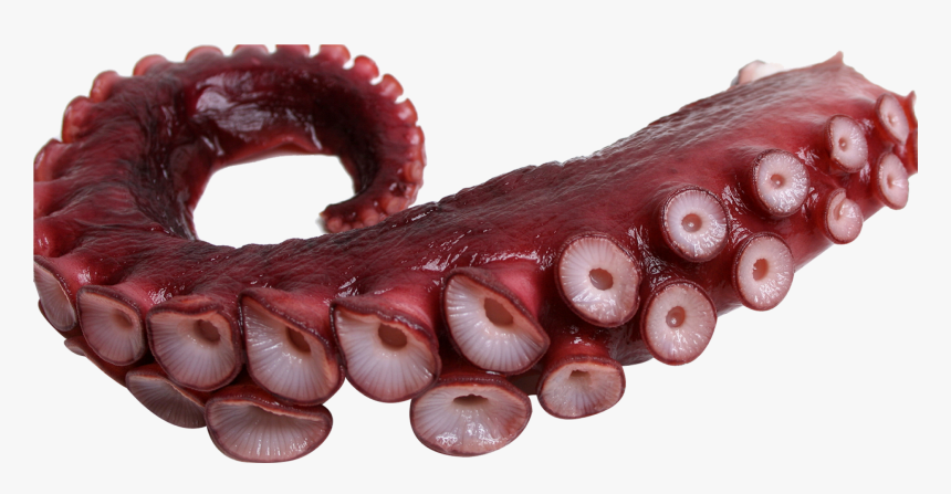 #tentacle #octopus #freetoedit - Octopus Tentacles Png, Transparent Png