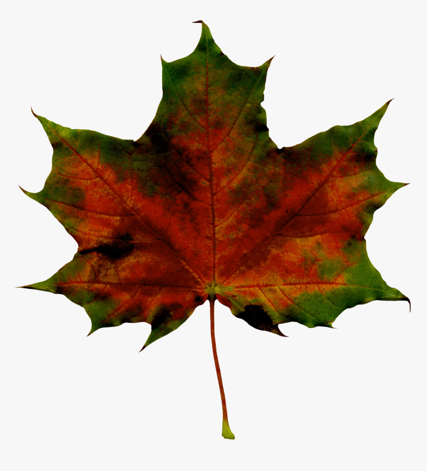 Red Fall Leaf Png Clipart Imageu200b Gallery Yopriceville - Transparent Background Fall Leaves Green, Png Download