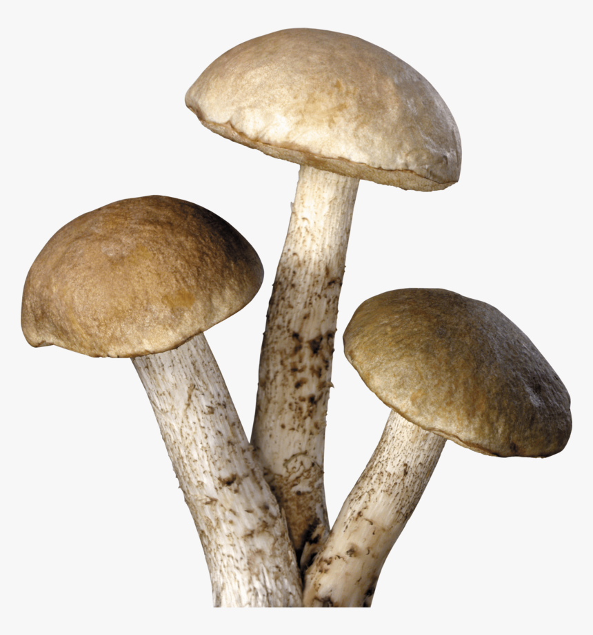 Mushroom Png Image - Mushrooms Png, Transparent Png