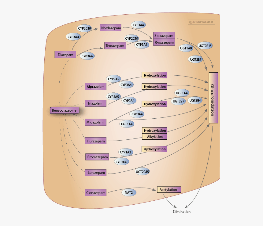 Benzodiazepine Metabolism Chart, HD Png Download