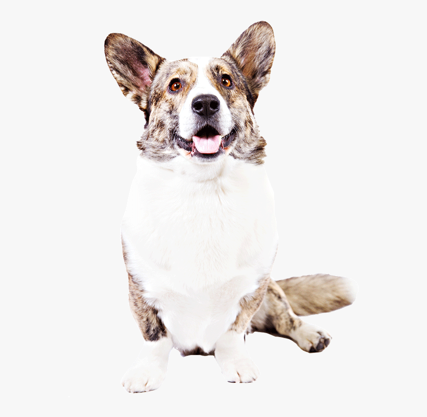 A Cardigan Welsh Corgi - Cardigan Welsh Corgi, HD Png Download