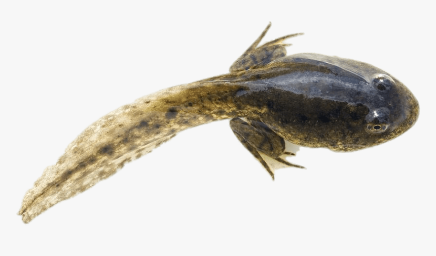 Tadpole With Developed Hind Legs Clip Arts - Tadpole With Hind Legs, HD Png Download