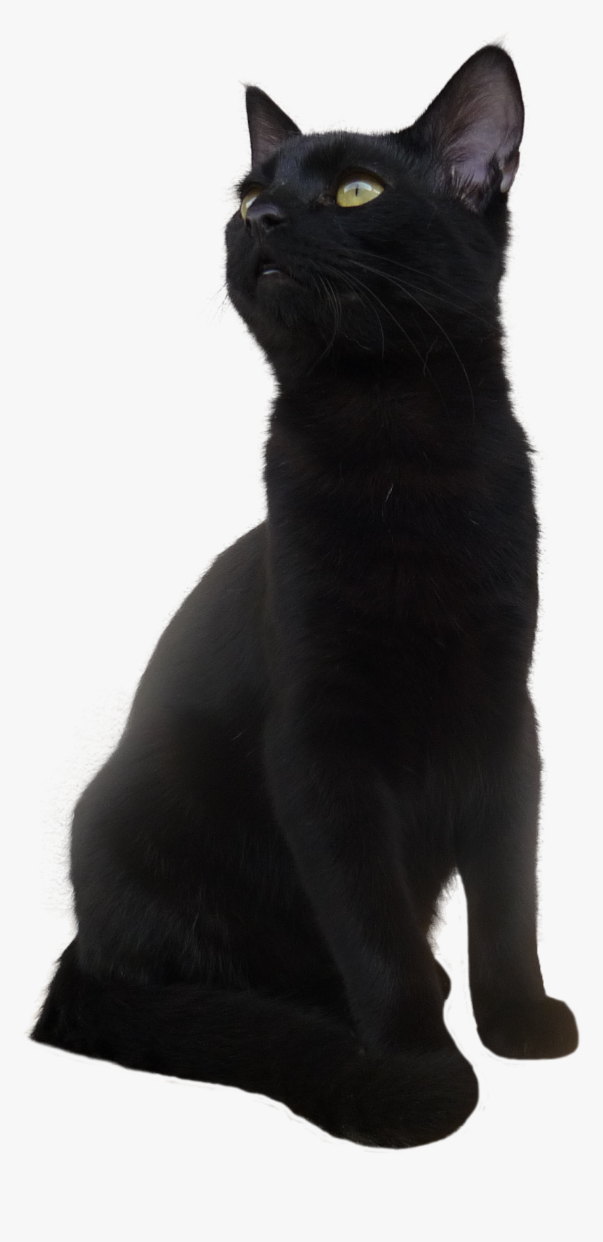 Black Cat Png Transparent Picture - Short Hair Black Cat, Png Download