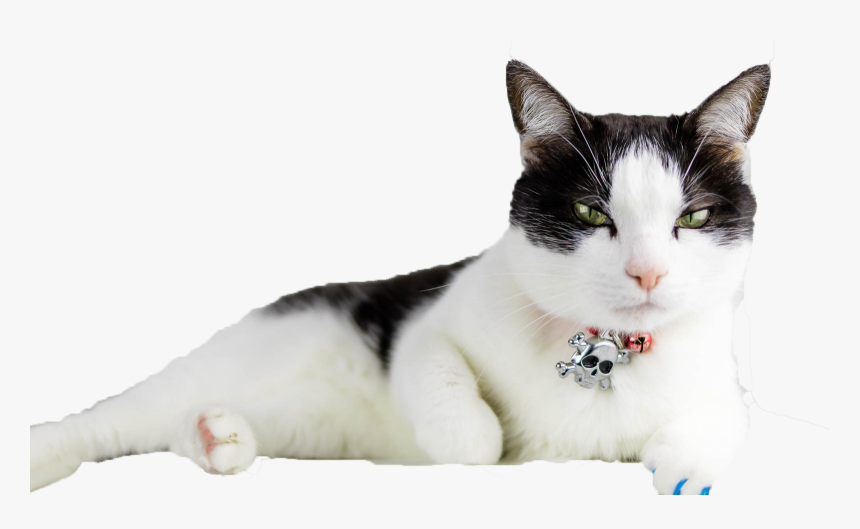 Transparent Cats Png - อาการ แมว เป็น โรค ไต, Png Download