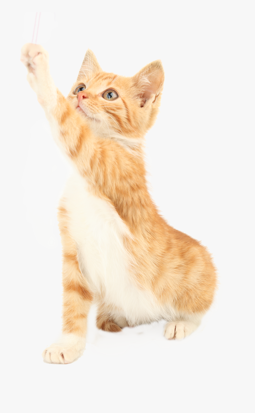 Cat Png Picture - Squitten, Transparent Png