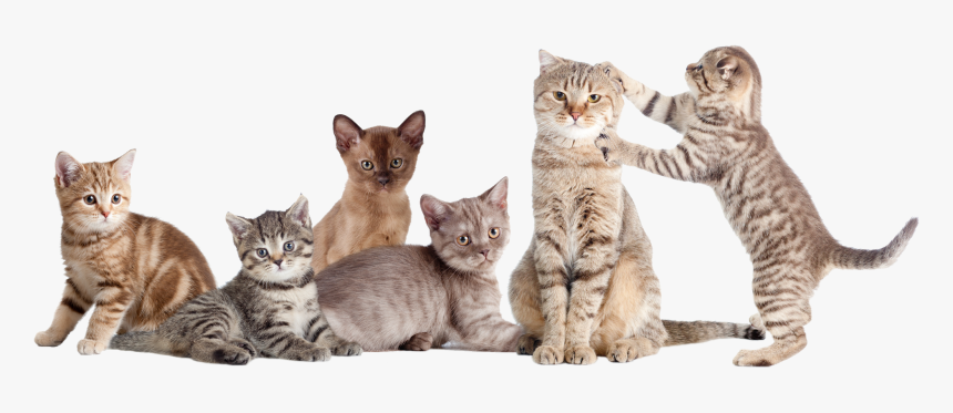 Transparent Cats Png - National Cat Day 2017, Png Download