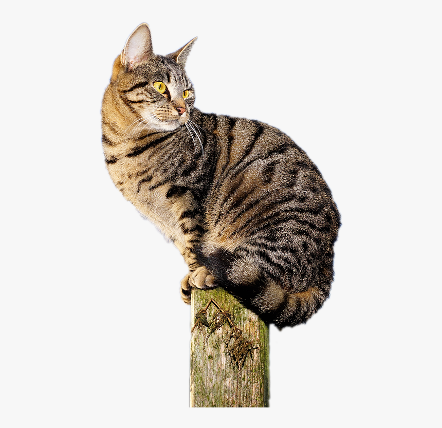Cat, Sit, Pet, Animal, Domestic Cat, Nature, View - Pretty Cat Nature Photography, HD Png Download