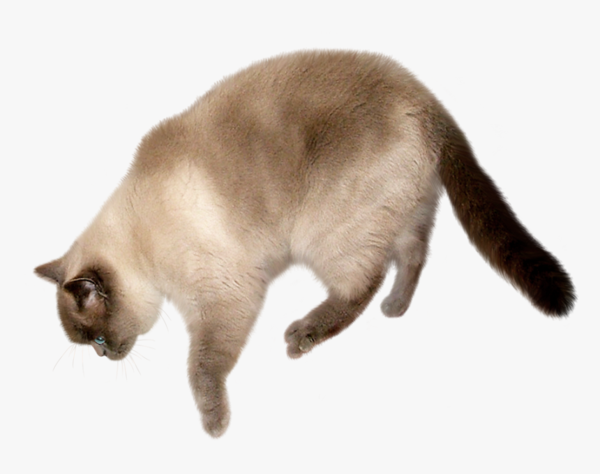 Cat Png Transparent Image - Cat With Transparent Background, Png Download