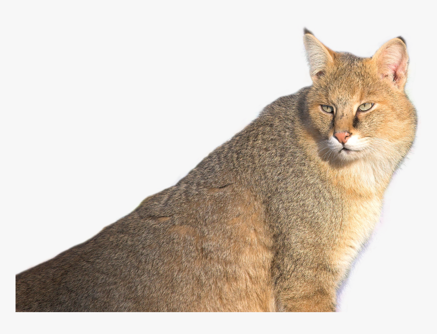 Jungle Cat Png Transparent Image - Jungle Cat Png, Png Download