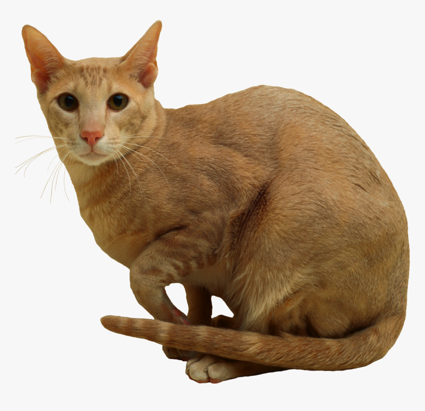 Cat Png - Domestic Short-haired Cat, Transparent Png