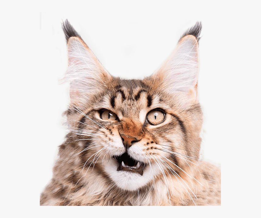 Happens If You Cut A Cat's Whiskers, HD Png Download