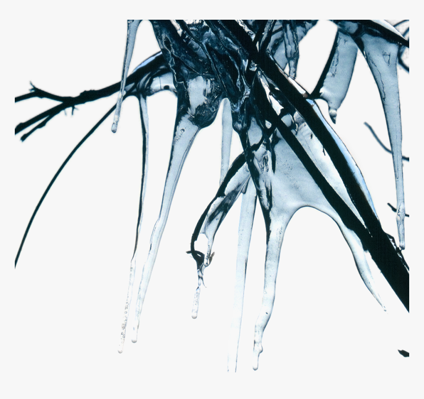 Pond Pine, HD Png Download