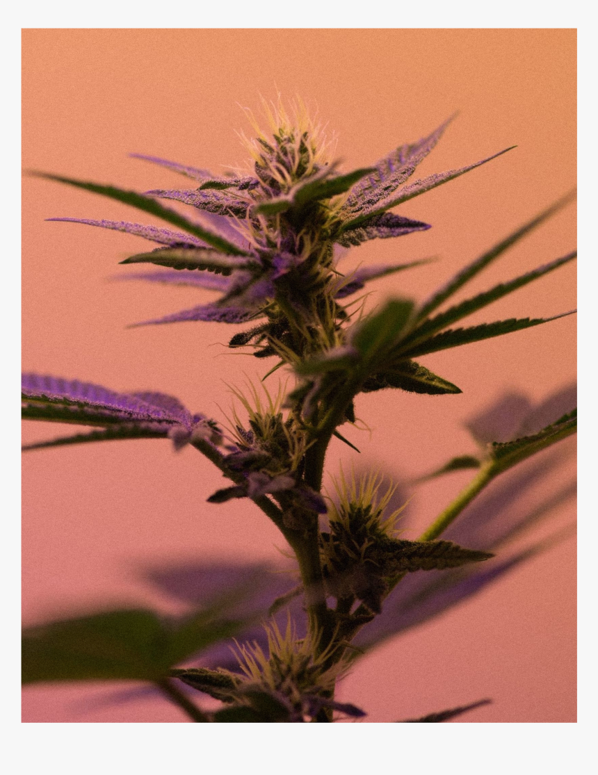 Here S What You Need To Know About Cbd, HD Png Download