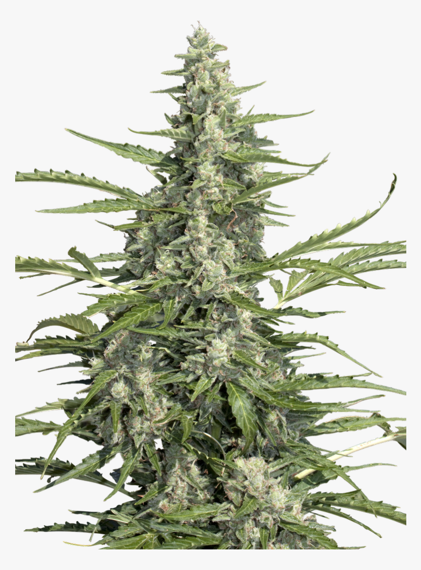 Pandora Paradise Seeds, HD Png Download