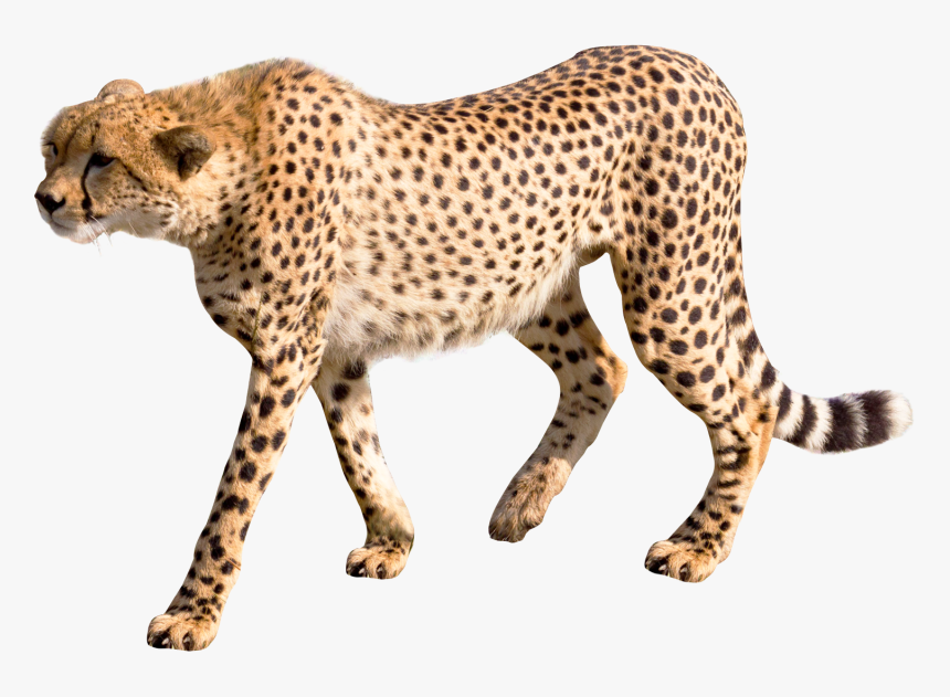 Cheetah Png Image, Transparent Png