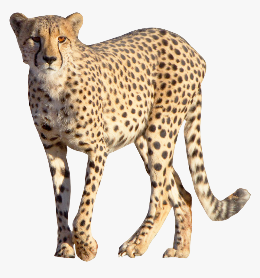Cheetah Png Download - Cheetah Png, Transparent Png