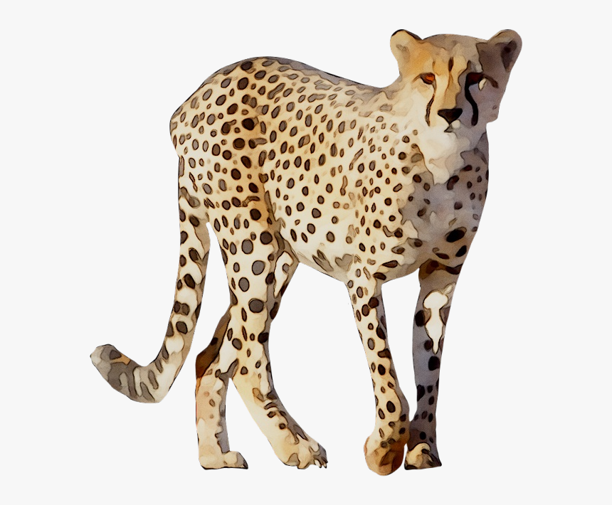 Cheetah Leopard Lion Animal Drawing - Cheetah, HD Png Download