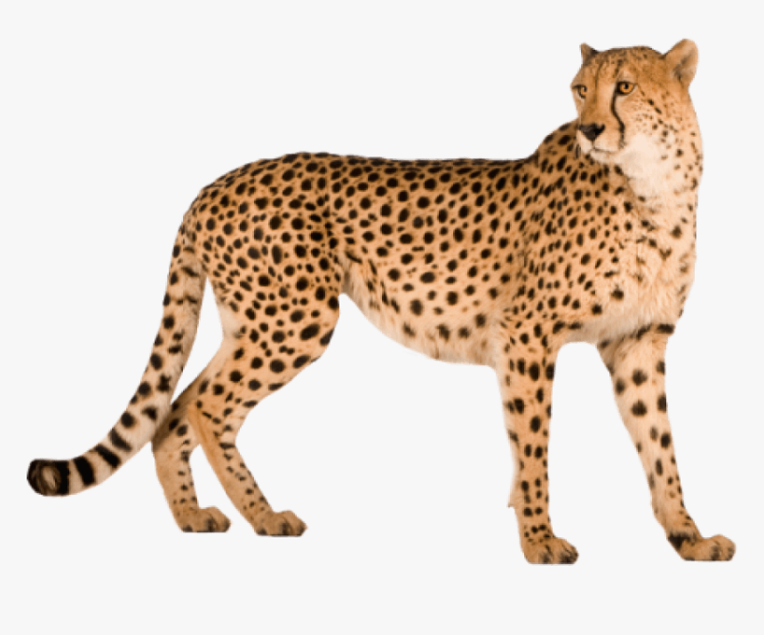 Free Png Cheetah Png Images Transparent - Cheetah In White Background, Png Download